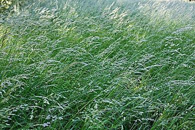 《JOJO奇妙冒险 石之海》最新预告 下半部分9月1日播出